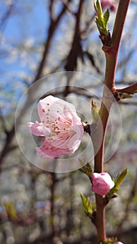 Cherry tree spring flower in the bloom close up