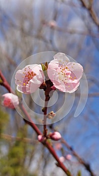 Cherry tree spring flower in the bloom close up