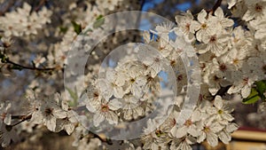 Cherry tree spring flower in the bloom close up