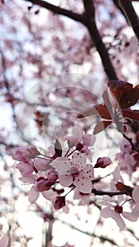 Cherry tree spring flower in the bloom close up