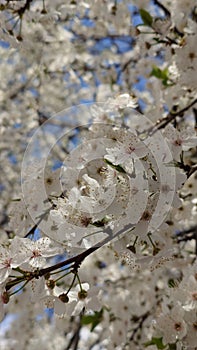 Cherry tree spring flower in the bloom close up