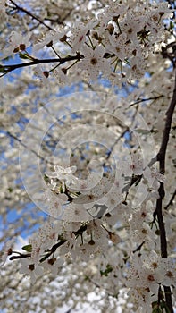 Cherry tree spring flower in the bloom close up