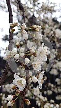 Cherry tree spring flower in the bloom close up