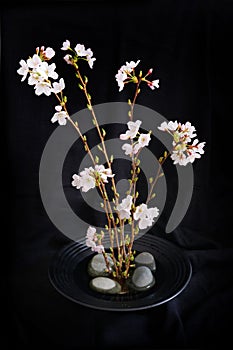 Cherry tree spring japanese floral arrangement ikebana on black