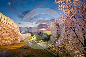 cherry tree in spring and Namsan Mountain in the background, Seoul. South Korea