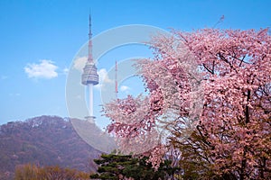cherry tree in spring and Namsan Mountain with Namsan Tower in the background, Seoul. South Korea