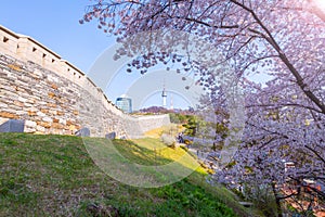 cherry tree in spring and Namsan Mountain with Namsan Tower in the background, Seoul. South Korea
