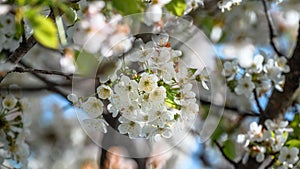 Cherry tree in spring time