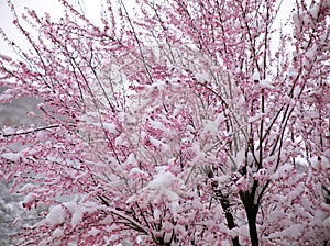 Cherry tree start blooming in winter