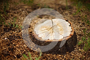 Cherry tree stump with bark in cracks