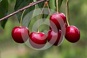 Cherry photo