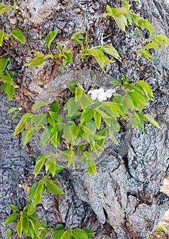 Cherry tree trunk detail