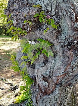 Cherry tree trunk detail