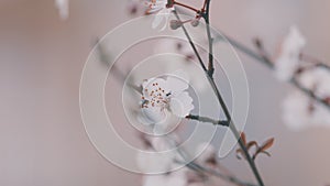 Cherry Tree Twigs. Light Flowers On A Branch With Red Leaves. Flowers With Red Centers In Early Spring.