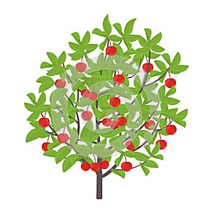 Cherry tree. Vector illustration. Cherries fruit tree plant. Flat vector color Illustration clipart. Ripe red Prunus on a tree