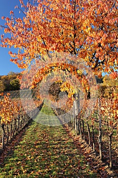 Cherry tree on vineyard