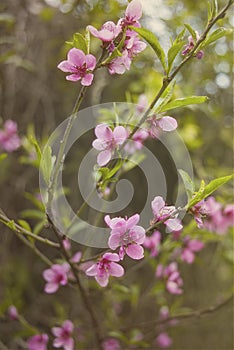 Cherry tree violet flowers blossom