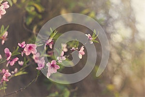 Cherry tree violet flowers blossom