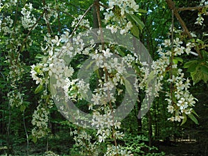 Cherry tree with white blossom in the forest