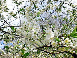 Cherry tree with white flowers blossoming in springtime