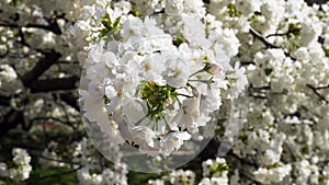 Cherry tree with white flowers in full bloom in the Jardin des Plantes in Paris