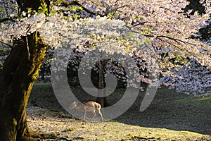 Cherry tree and wild deer, Nara, Japan