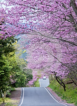 Cherry tree in Wuling Farm Taiwan