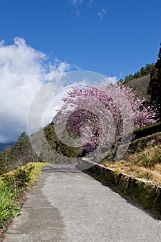 Cherry tree in Wuling Farm Taiwan