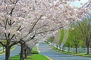 Cherry Trees