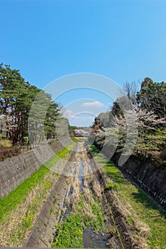 Cherry trees along the dry canal at Showa Kinen KoenShowa Memorial Park,Tachikawa,Tokyo,Japan in spring.