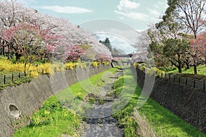 Cherry trees along the dry canal at Showa Kinen KoenShowa Memorial Park,Tachikawa,Tokyo,Japan in spring.