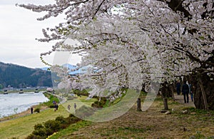 Cherry trees along Hinokinai river