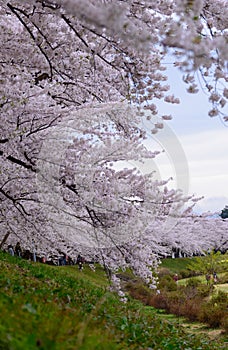 Cherry trees along Hinokinai river