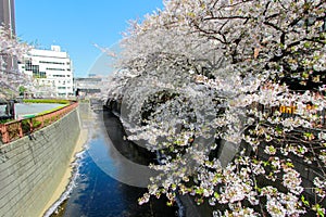 Cherry trees along Meguro River,Meguro-ku,Tokyo,Japan in spring.