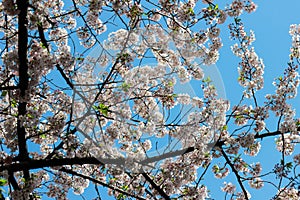 Cherry trees along Meguro River,Meguro-ku,Tokyo,Japan in spring.