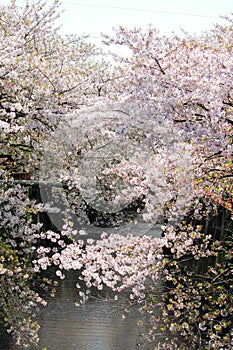 Cherry trees along Meguro River,Meguro-ku,Tokyo,Japan in spring.