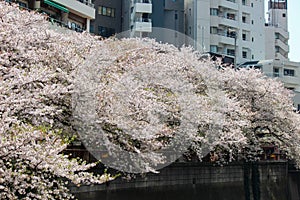 Cherry trees along Meguro River,Meguro-ku,Tokyo,Japan in spring.