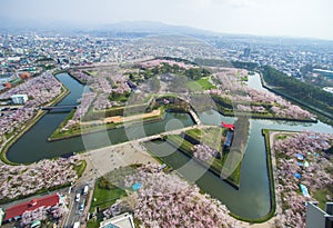 Cherry trees along the moats of Fort Goryokaku as seen from Goryokaku Tower,Hakodate,Hokkaido,Japan in spring.