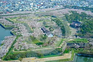 Cherry trees along the moats of Fort Goryokaku as seen from Goryokaku Tower,Hakodate,Hokkaido,Japan in spring.