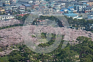 Cherry trees along the moats of Fort Goryokaku as seen from Goryokaku Tower,Hakodate,Hokkaido,Japan in spring.