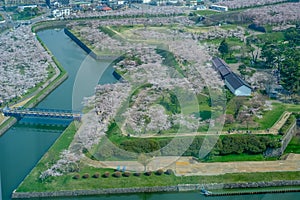 Cherry trees along the moats of Fort Goryokaku as seen from Goryokaku Tower,Hakodate,Hokkaido,Japan in spring.