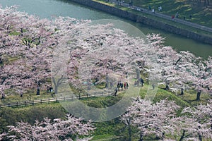 Cherry trees along the moats of Fort Goryokaku as seen from Goryokaku Tower,Hakodate,Hokkaido,Japan in spring.