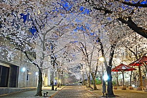 Cherry Trees along Shirakawasuji street