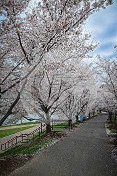 Cherry trees along a walkway at Hazel Ruby McQuain Park in Morgantown, West Virginia