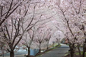 Cherry trees along a walkway at Hazel Ruby McQuain Park in Morgantown, West Virginia