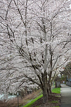 Cherry trees along a walkway at Hazel Ruby McQuain Park in Morgantown, West Virginia