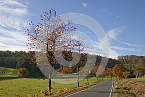 Cherry trees in autumn, country road in Holperdorp, Tecklenburg country, NRW, Germany