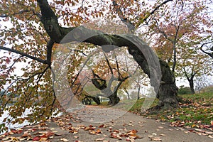 Cherry Trees with Autumn Foliage