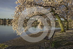 Cherry trees and bench on the tidal basin in Washington DC