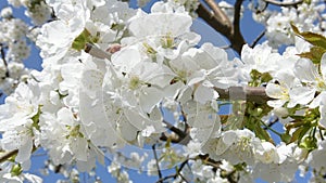 Cherry trees bloom in springtime